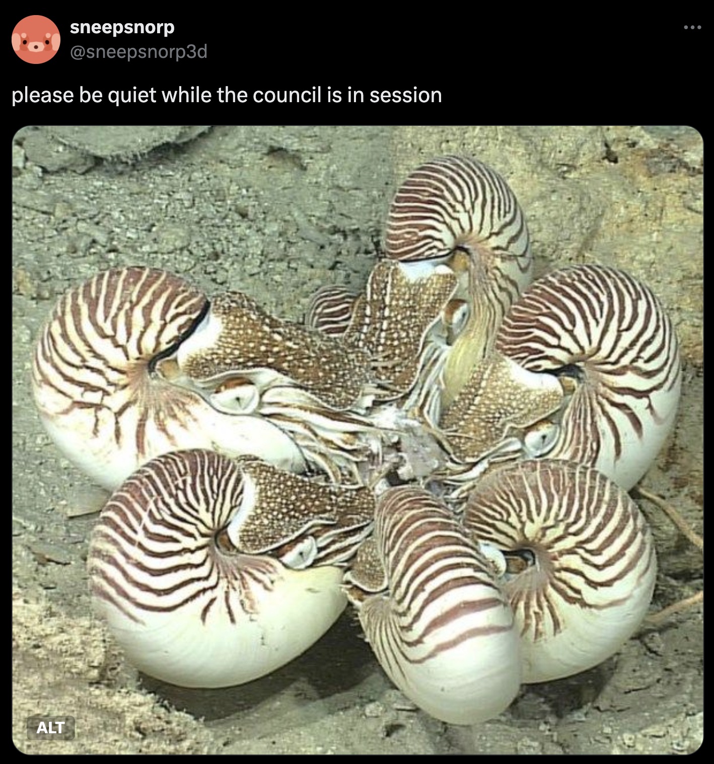 nautilus eating - sneepsnorp please be quiet while the council is in session Alt